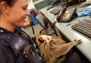 Una donna in Australia è stata fermata con un koala nella borsa