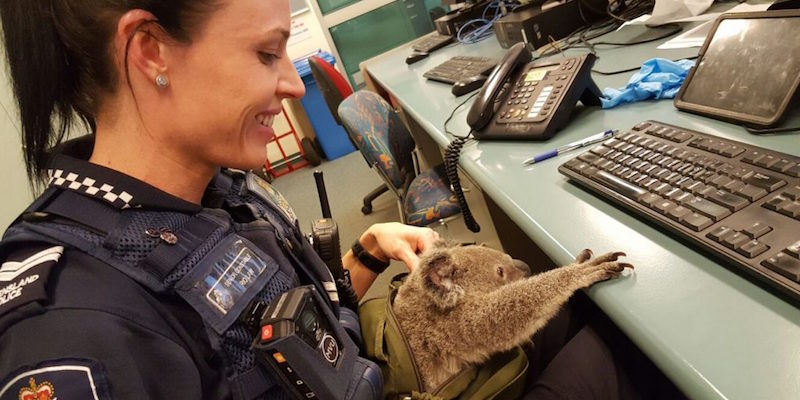 Il koala trovato dalla polizia di Brisbane, in Australia, nella borsa di una donna che veniva arrestata