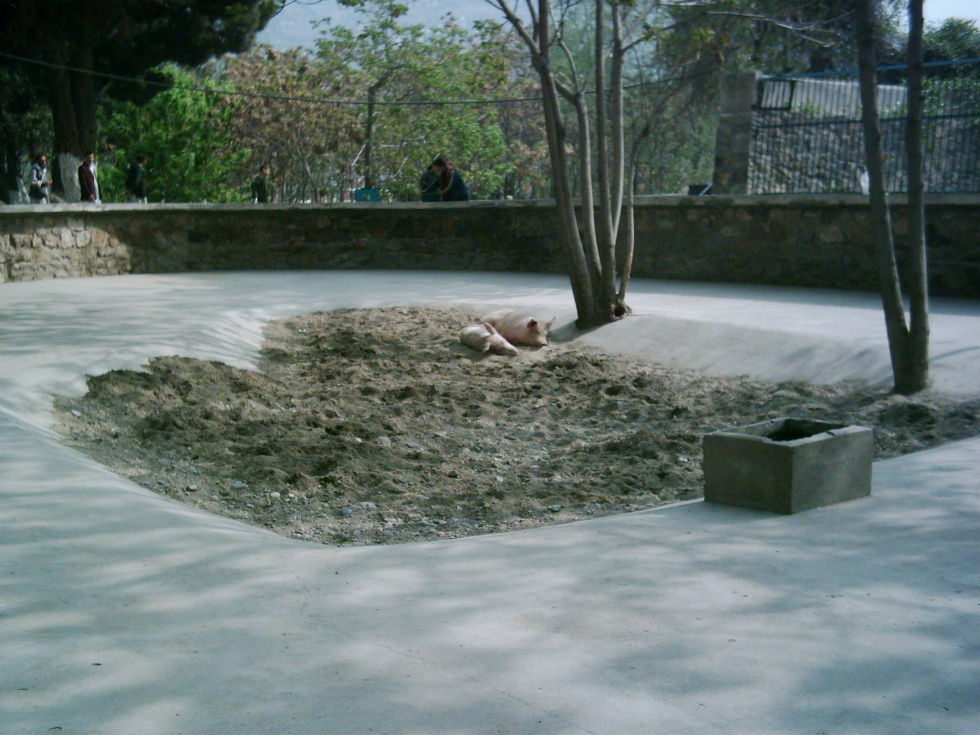 maiale-afghanistan-2