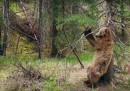 Gli orsi che fanno pole dance su BBC