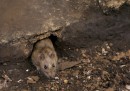 La raccolta dei ratti a Giacarta