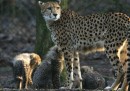 I ghepardi rischiano di estinguersi