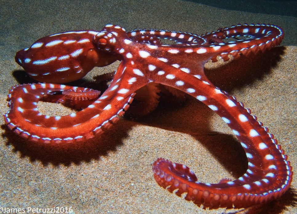 Gli animali con le macchie più belle