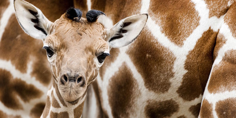 Una giraffa allo zoo di Amsterdam (KOEN VAN WEEL/AFP/Getty Images)
