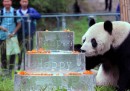 È morto un panda speciale