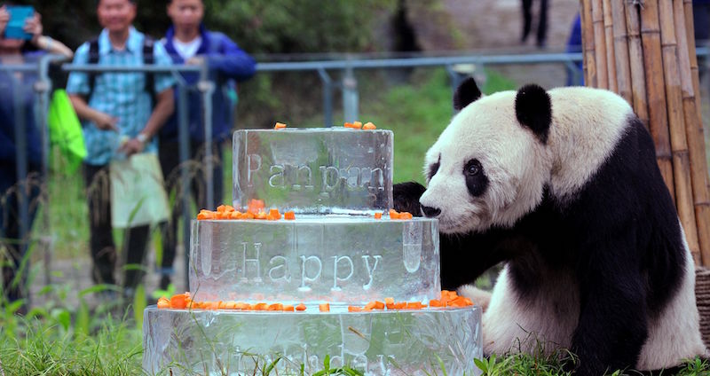 Pan Pan vicino a una torta per il suo 30esimo compleanno a Dujiangyan, nella provincia dello Sichuan (STR/AFP/Getty Images)