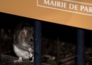 Parigi ha un problema di ratti