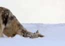 24 belle foto di animali nella neve