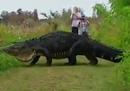 Questo enorme alligatore non è nemmeno il più grande