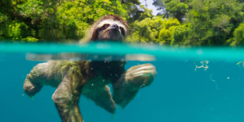 Una scena di "Planet Earth II" in cui si vede un bradipo che nuota