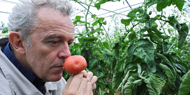 Lo chef stellato francese Alain Passard mentre odora un pomodoro raccolto nel suo orto di Fille-sur-Sarthe, il 9 luglio 2014 (AFP PHOTO / JEAN-FRANCOIS MONIER)