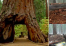 In California è crollata la sequoia che si poteva attraversare in auto
