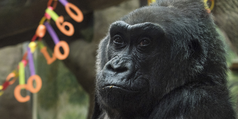 Colo, la prima gorilla a essere nata in cattività, è morta il 17 gennaio 2017 all'età di 60 anni, al Columbus Zoo di Powell, in Ohio (AP Photo/Ty Wright, File)
