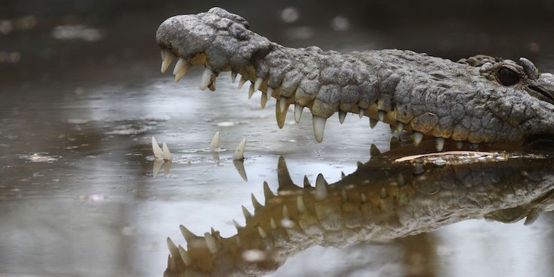 La testa di un coccodrillo nella riserva naturale El Tronador di Berlin, a cento chilomentri da San Salvador, in El Salvador