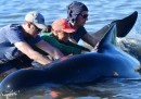 Com'è finita con i cetacei spiaggiati in Nuova Zelanda