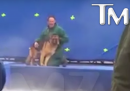 Il video del cane che viene costretto a nuotare è stato manipolato
