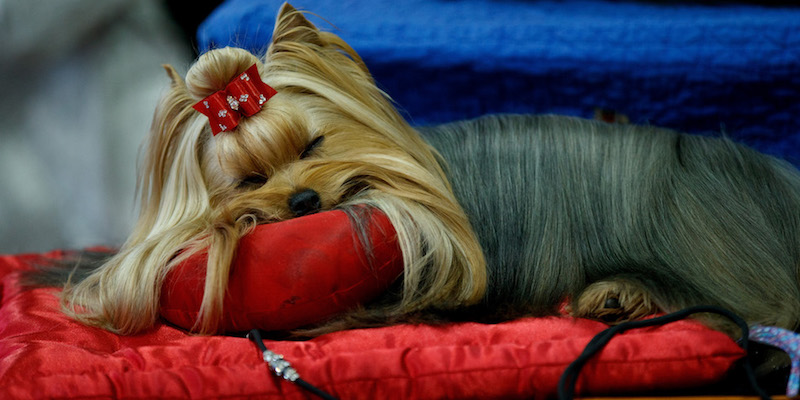 Uno yorkshire terrier al Westminster Kennel Club Dog Show - New York, 13 febbraio 2017
(Drew Angerer/Getty Images)