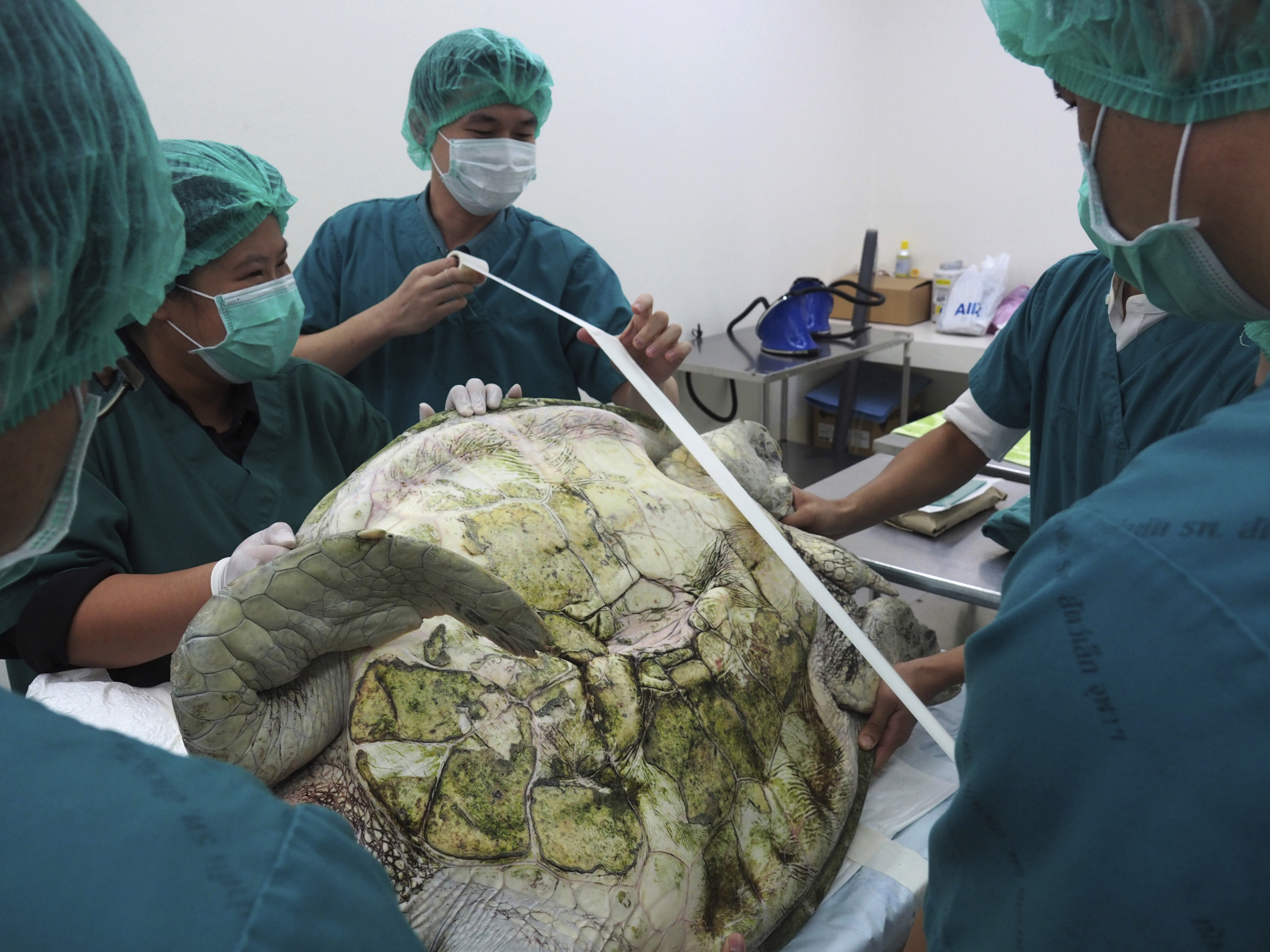 In this photo released by Chulalongkorn University's veterinary faculty, veterinarians prepare to operate the female green green turtle nicknamed "Bank" at the veterinary faculty in Bangkok, Thailand, Monday, March 6, 2017. Veterinarians operated on "Bank," removing less than 1,000 coins from the endangered animal. Her indigestible diet was a result of many tourists seeking good fortune tossing coins into her pool over many years in the eastern town of Sri Racha. (Chulalongkorn University's veterinary faculty via AP)