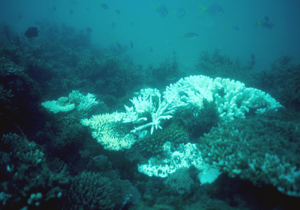 An undated photo shows a damaged reef on