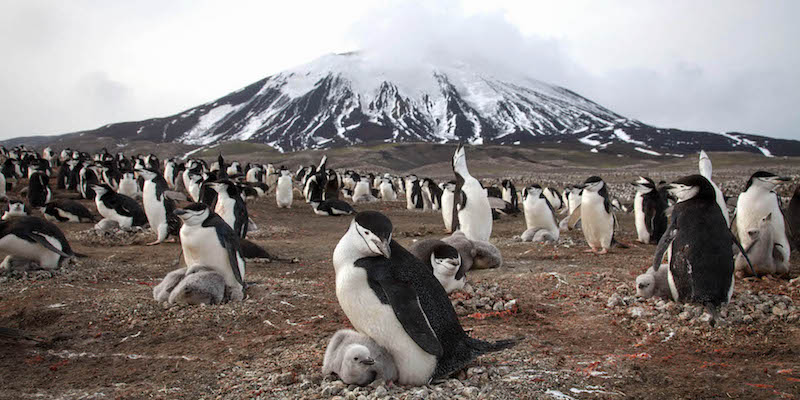Pinguini pigoscelidi artici sull'isola di Zavodovski nell'episodio "Isole" di "Planet Earth II" (Elizabeth White/BBC NHU 2016)