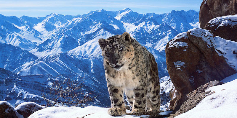 Un leopardo delle nevi ripreso nel documentario di BBC "Planet Earth II" (David Willis)
