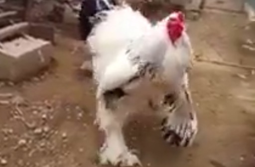 Questo pollo è probabilmente troppo grande