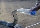 Come dare da bere a un serpente assetato