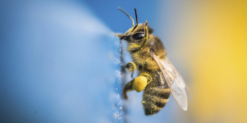 Un'ape coperta di polline sulle montagne di Lohrberg, vicino a Francoforte, in Germania
(Frank Rumpenhorst/picture-alliance/dpa/AP Images)