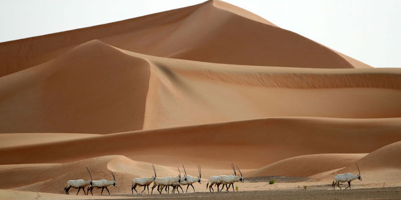 Orici nella riserva di Um al-Zamool, vicino al confine tra gli Emirati Arabi Uniti e l'Arabia Saudita
(KARIM SAHIB/AFP/Getty Images)
