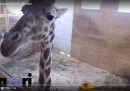 Migliaia di persone stanno aspettando che questa giraffa partorisca