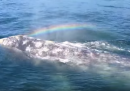 La balena magica che fa l'arcobaleno