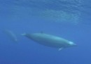 Il primo video di una delle balene più rare al mondo