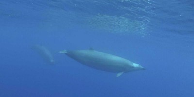 balene-becco