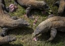 I draghi del Parco nazionale di Komodo: cosa sono e dove si trovano