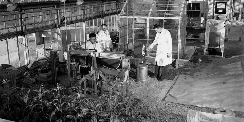 Il "giardino atomico" del Argonne National Laboratory di Chicagno, nel 1949 (AP Photo/Paul Cannon)