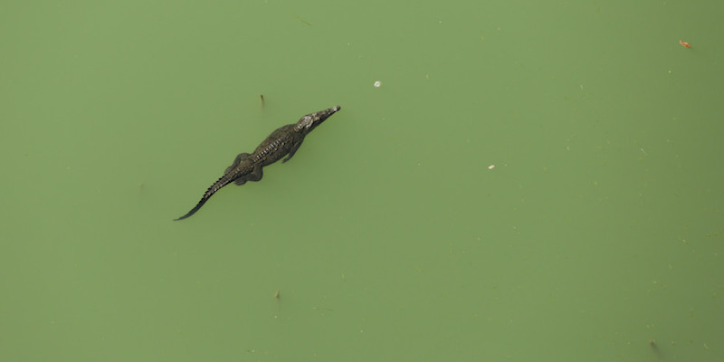 Un coccodrillo che nuota nel canale di Panama, il 23 marzo 2015
(AP Photo/Arnulfo Franco, File)