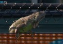 Una partita di tennis interrotta da un'iguana