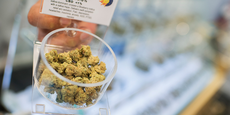 La legalizzazione della marijuana non sembra influire sul consumo dei giovani