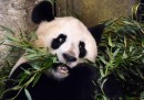 I panda sono così carini un po' per caso