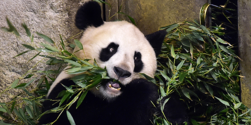 Il panda gigante Hua Zui Ba mangia delle foglie di bambù nel suo recinto nello zoo di Madrid, in Spagna, il 13 gennaio 2017 (GERARD JULIEN/AFP/Getty Images)