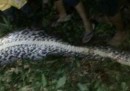 In Indonesia un serpente ha ingoiato un uomo