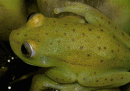 Abbiamo scoperto una rana fluorescente