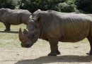 Dei cacciatori di frodo sono entrati in uno zoo a ovest di Parigi, hanno ucciso un rinoceronte di quattro anni e hanno segato il suo corno