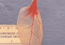 Come trasformare una foglia di spinacio in tessuto cardiaco