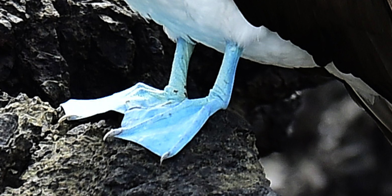 Dovete assolutamente sapere tutto su questi uccelli coi piedi azzurri