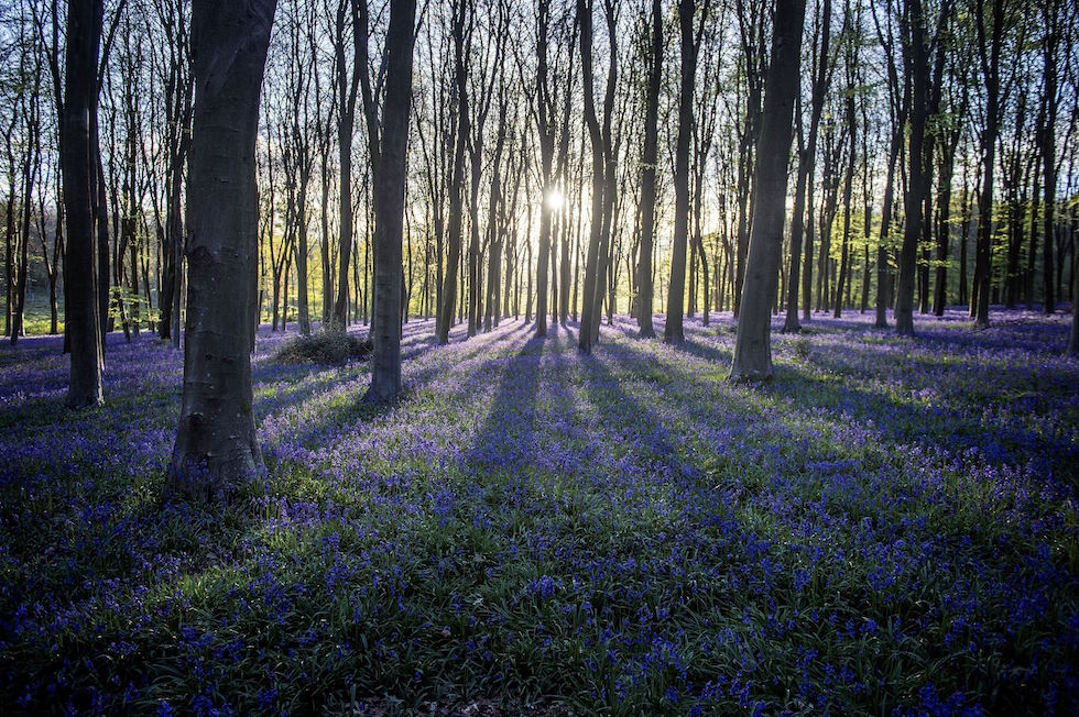 Micheldever Wood, Inghilterra, Regno Unito