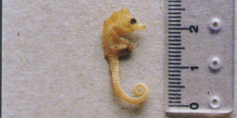 Un hippocampus minotaur, il cui ultimo esemplare è stato avvistato in Australia nel 1996, una delle specie oggetto del progetto di Global Wildlife Conservation (Sara A. Lourie via Global Wildlife Conservation)