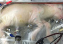 Un utero artificiale è stato usato per far crescere agnelli prematuri