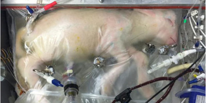 Dall'articolo "An extra-uterine system to physiologically support the extreme premature lamb" pubblicato su Nature Communications (Istituto di ricerca del Children’s Hospital di Philadelphia)