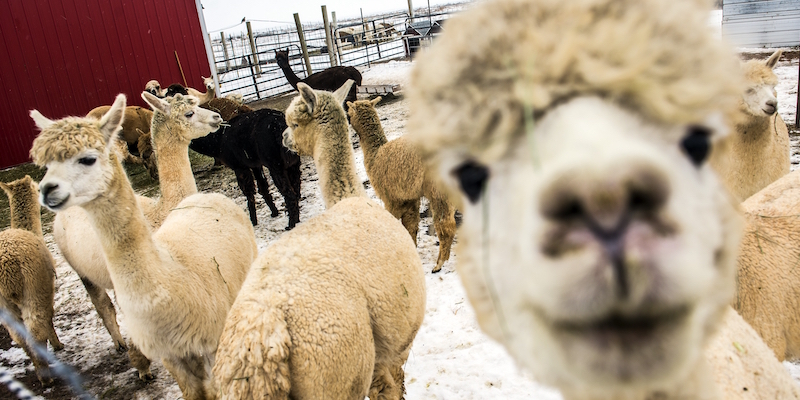 Alcuni dei 34 alpaca della fattoria Deseret Peak Aquaponics di Grantsville, nello Utah, il 6 gennaio 2016 (Chris Detrick/The Salt Lake Tribune/ via AP)